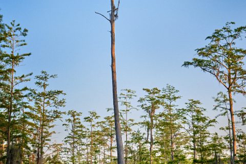 The Towering Guardian