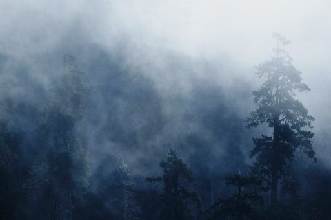 Veils of the Whispering Forest