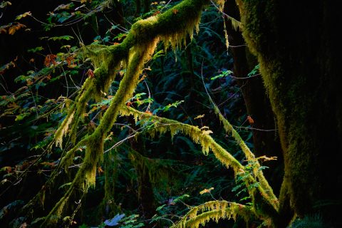 Verdant Veils in Suspended Time